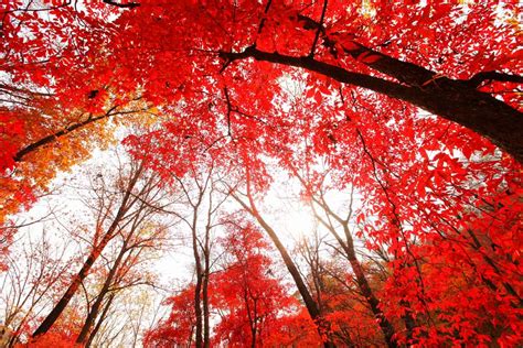 what are reed leaves for in china
